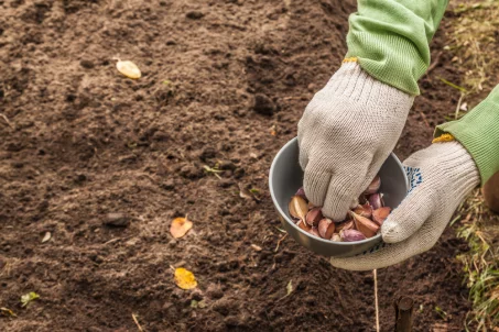 Que semer ou planter en novembre au potager ?