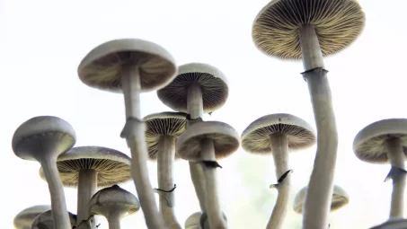 Les effets de la psilocybine sur le cerveau : comprendre les mécanismes des champignons hallucinogènes