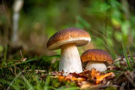 8 conseils pour bien ramasser des champignons en forêt