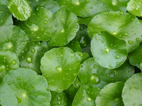 Les bienfaits du Gotu Kola : une plante aux multiples vertus pour la santé