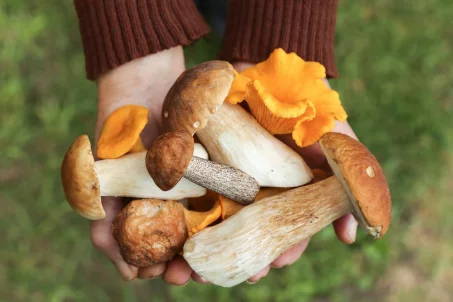 Comment utiliser les champignons dans la cuisine végétarienne ?